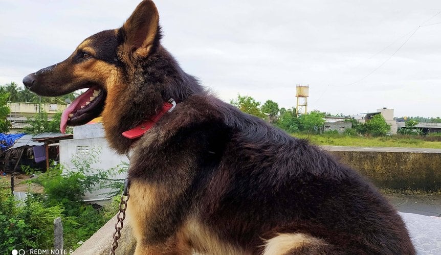 German Shepherd Dogs For Mating In Kanyakumari