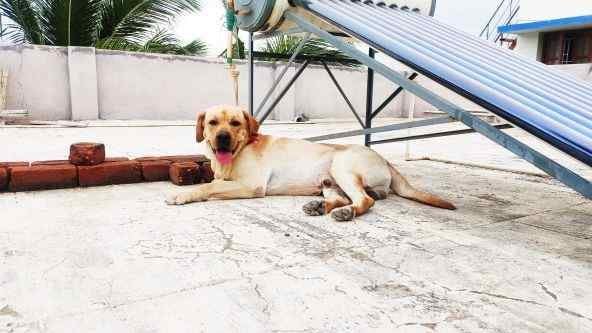 Labrador Retriever Dogs For Mating In Dehradun