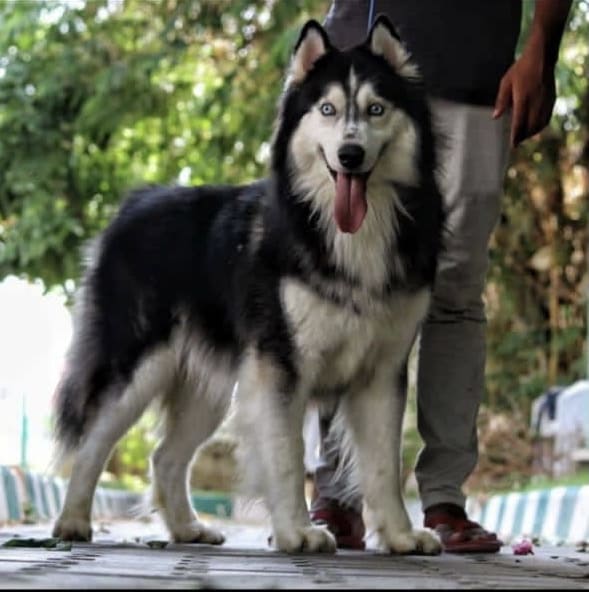 Siberian Husky Dogs For Mating In Hoshiarpur
