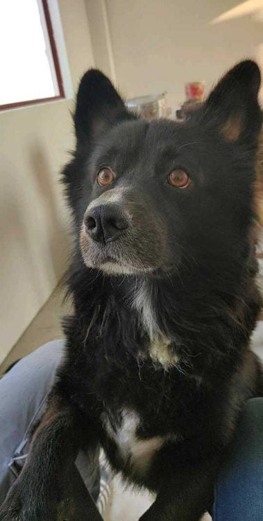 Pomeranian Dogs For Mating In Kochi