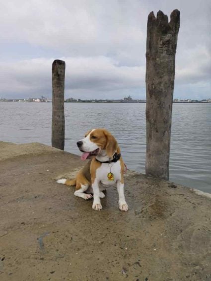 Beagle Dogs For Mating In Kochi