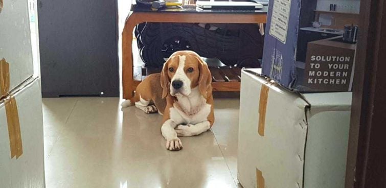Beagle Dogs For Mating In Kochi