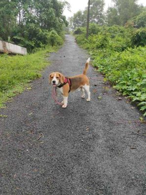 Beagle Dogs For Mating In Kochi
