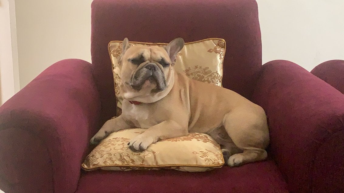 French Bulldog Dogs For Mating In Chandigarh
