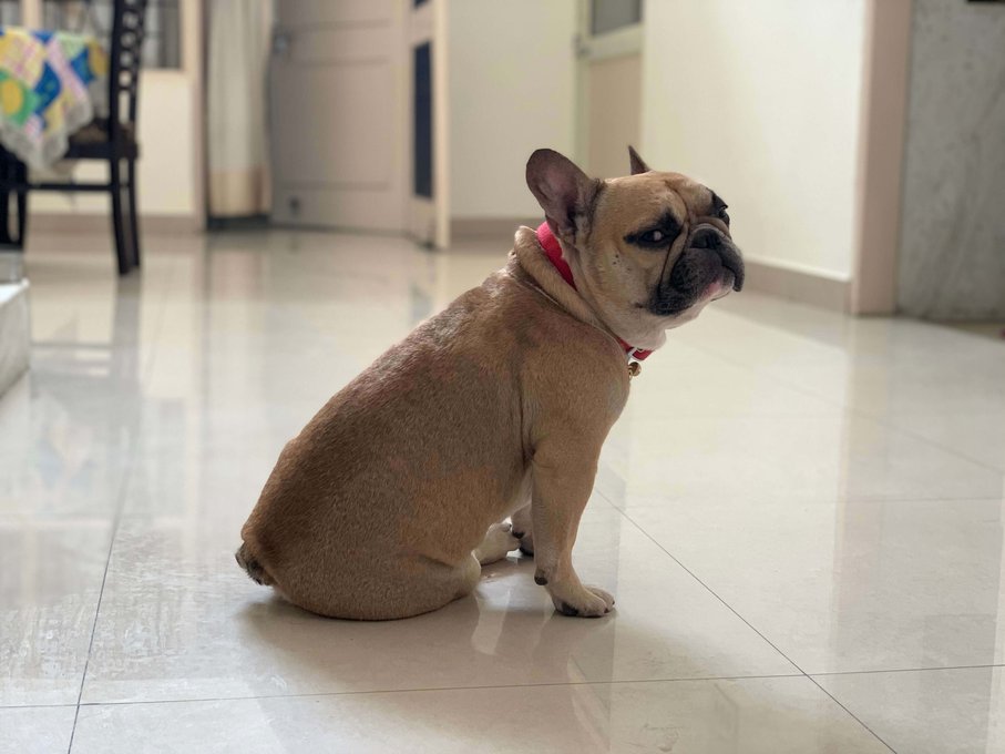 French Bulldog Dogs For Mating In Chandigarh