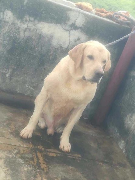 Labrador Retriever Dogs For Mating In Dehradun