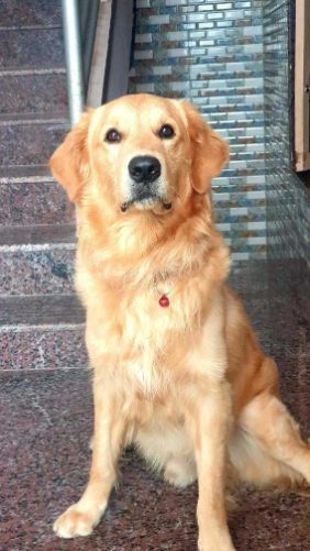 Golden Retriever Dogs For Mating In Gurgaon