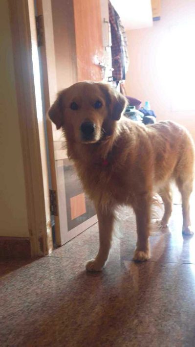 Golden Retriever Dogs For Mating In Gurgaon