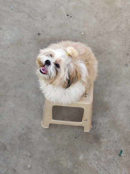 Shih Tzu Dogs For Mating In Chennai