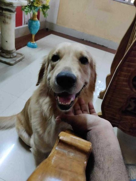Golden Retriever Dogs For Mating In Surat