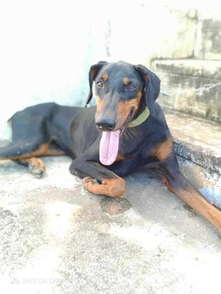 Doberman Dogs For Mating In Sivaganga
