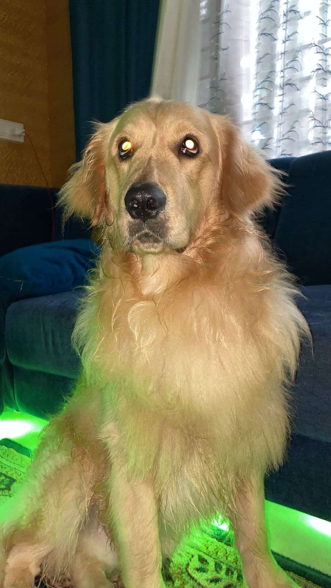 Golden Retriever Dogs For Mating In Sibsagar
