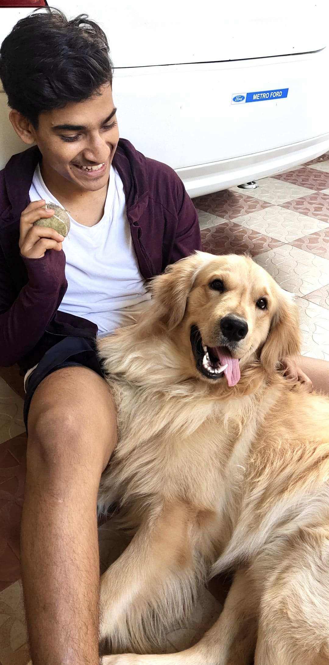 Golden Retriever Dogs For Mating In Sibsagar