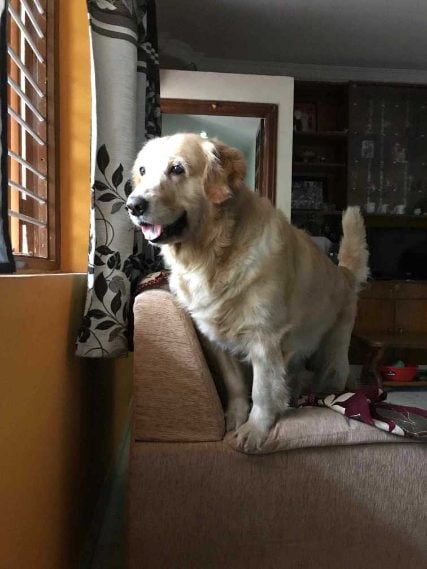 Golden Retriever Dogs For Mating In Sibsagar