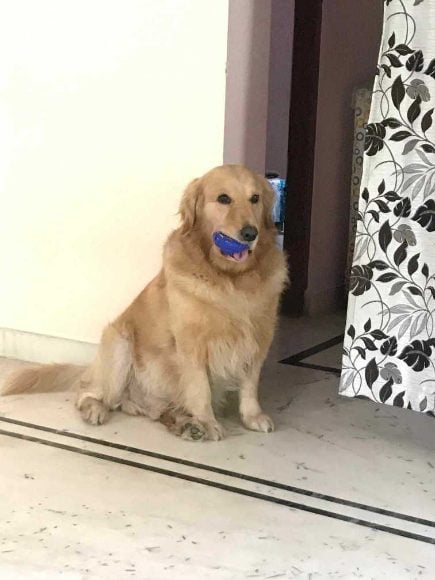 Golden Retriever Dogs For Mating In Sibsagar