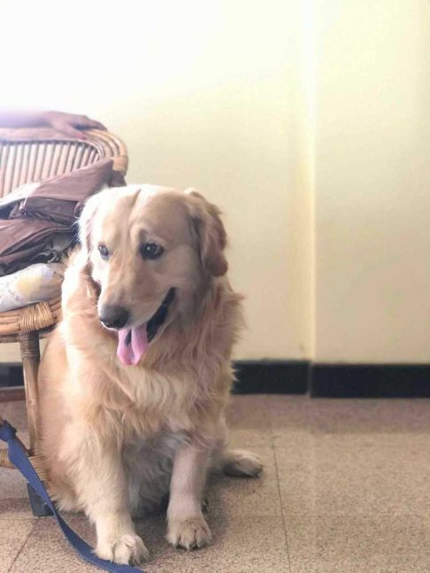 Golden Retriever Dogs For Mating In Sibsagar