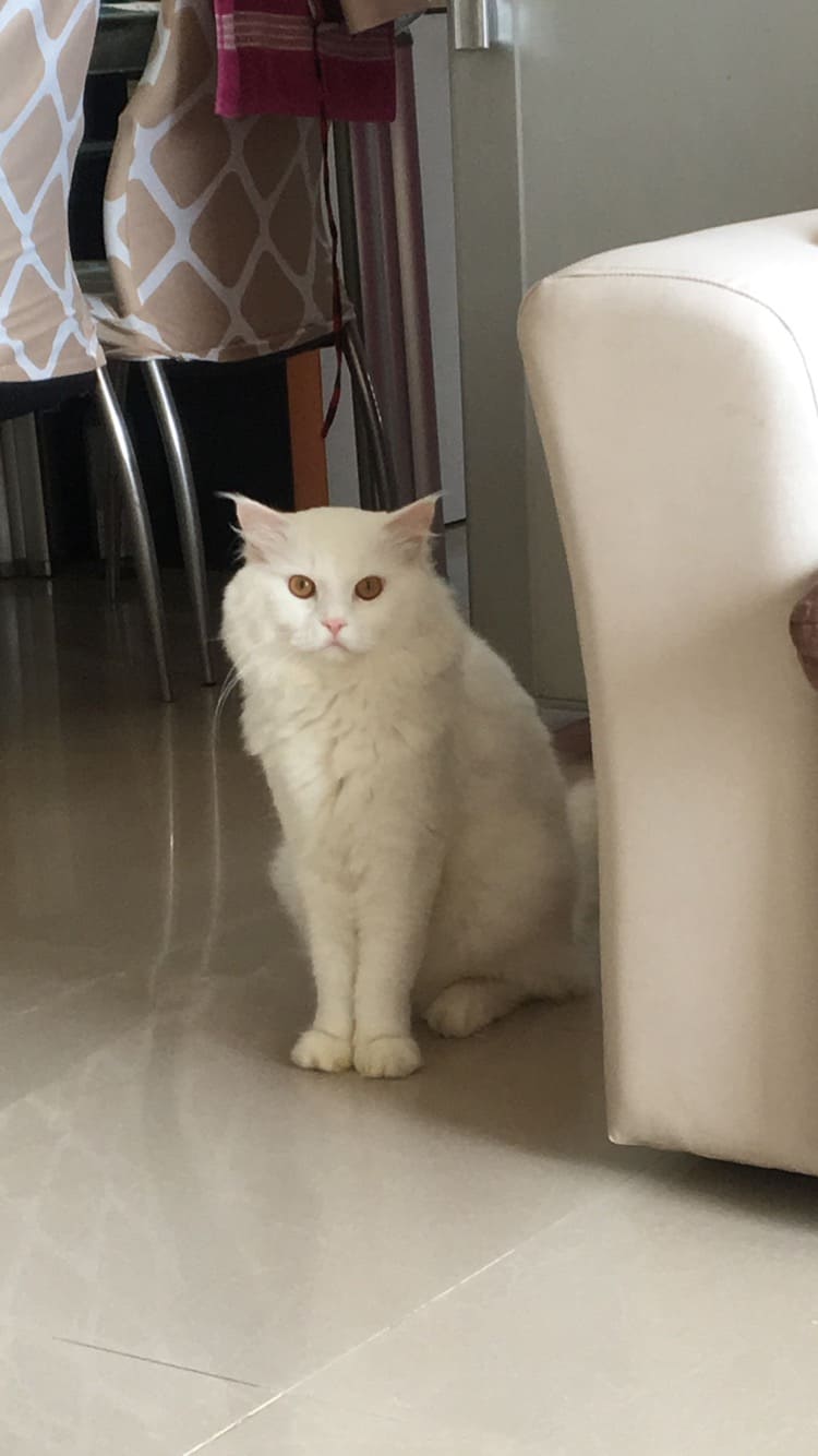 Persian Dogs For Mating In Mumbai