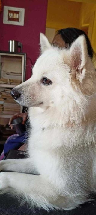 Japanese Spitz Dogs For Mating In Bhubaneswar