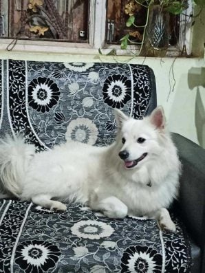 Japanese Spitz Dogs For Mating In Bhubaneswar