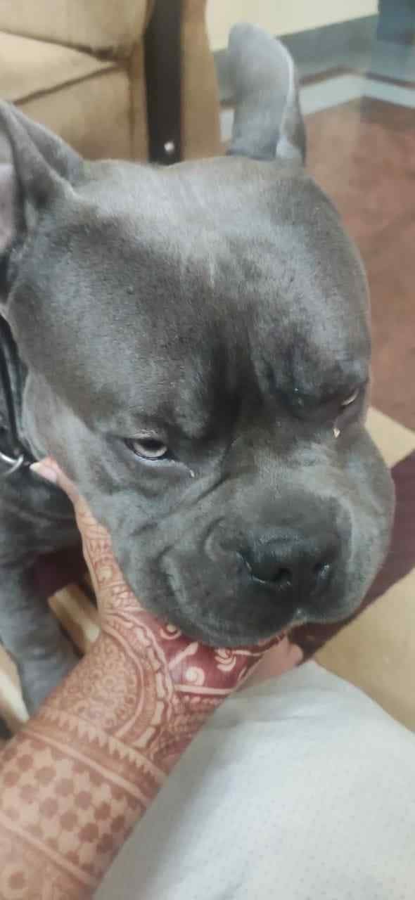 Pitbull Dogs For Mating In Bangalore