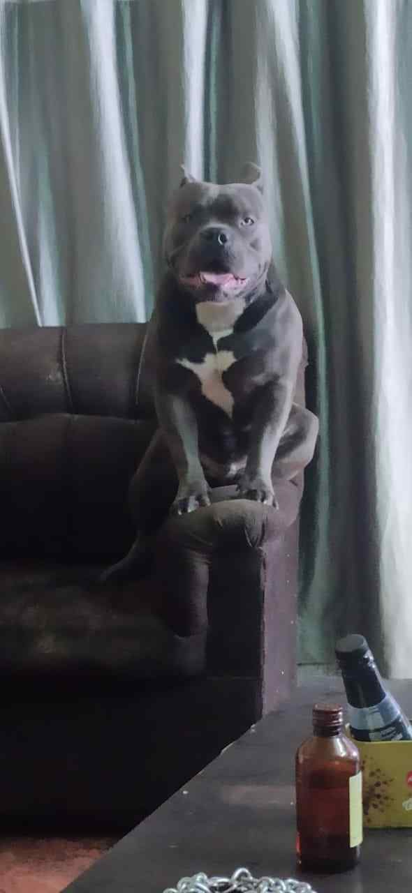 Pitbull Dogs For Mating In Bangalore