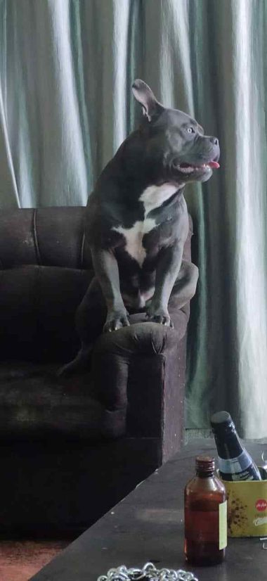 Pitbull Dogs For Mating In Bangalore