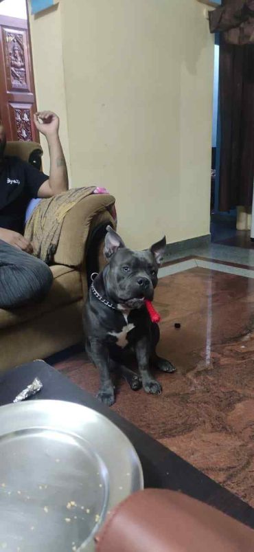 Pitbull Dogs For Mating In Bangalore