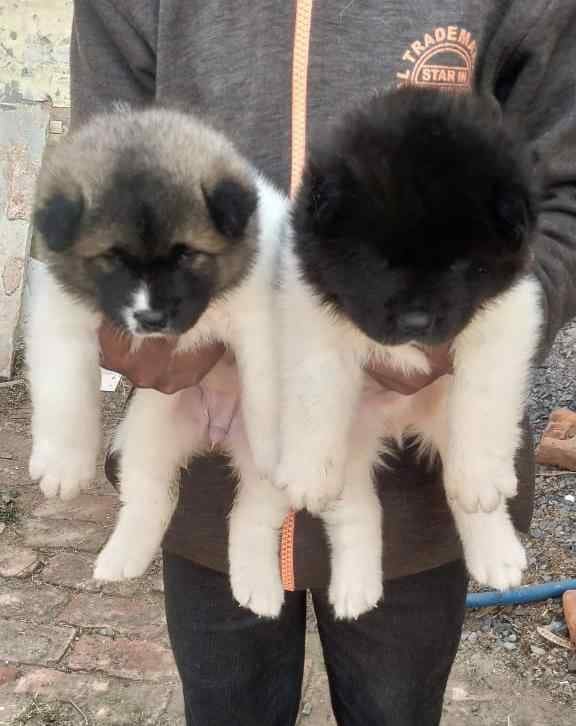 Akita For Sale In Chennai