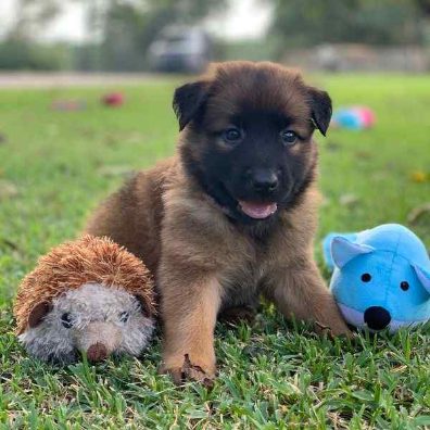 Belgian Malinois For Sale In Chennai