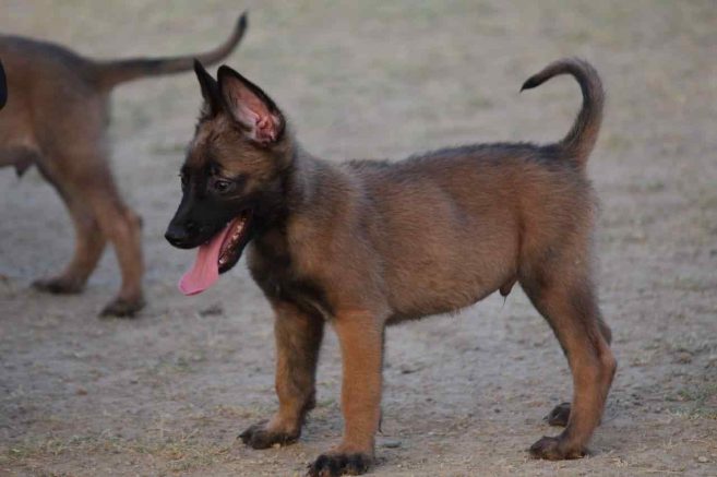Belgian Malinois For Sale In Chennai