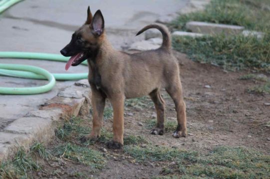 Belgian Malinois For Sale In Chennai