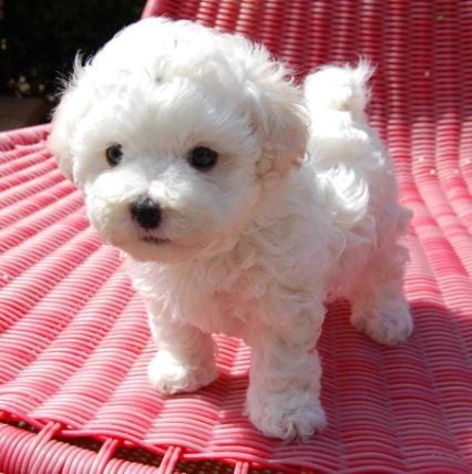 Bichon Frise For Sale In Ahmedabad