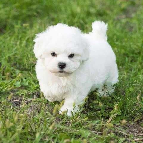 Bichon Frise For Sale In Ahmedabad