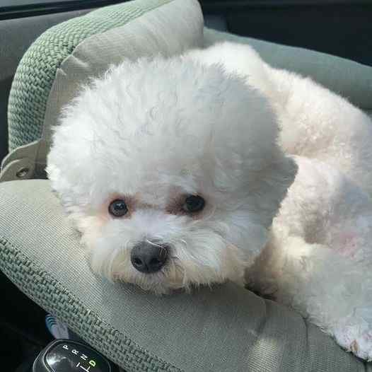 Bichon Frise For Sale In Ahmedabad