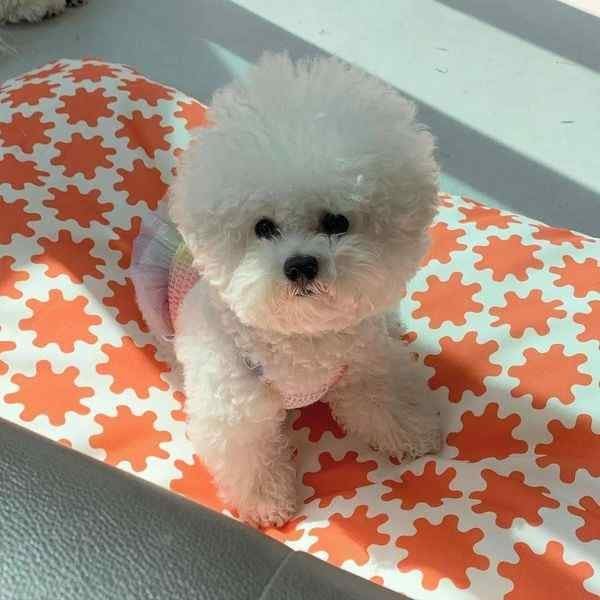 Bichon Frise For Sale In Ahmedabad