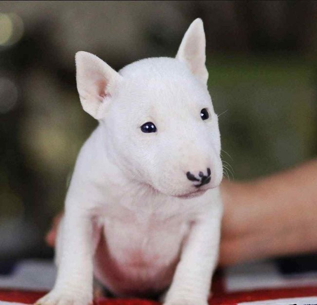 Bull Terrier For Sale In Bangalore