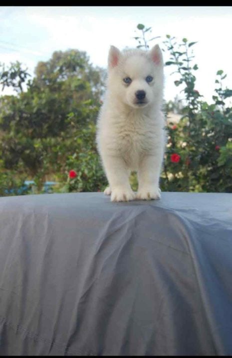 Siberian Husky For Sale In Surat