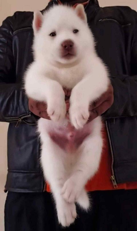 Siberian Husky For Sale In Mysore