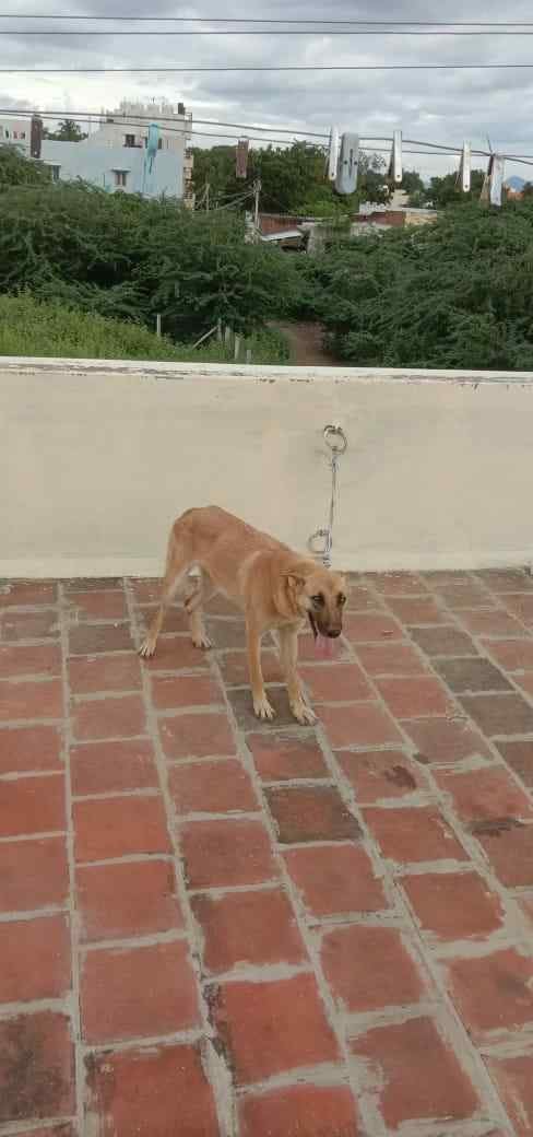 Anatolian Shepherds Dogs For Mating In Nagapattinam
