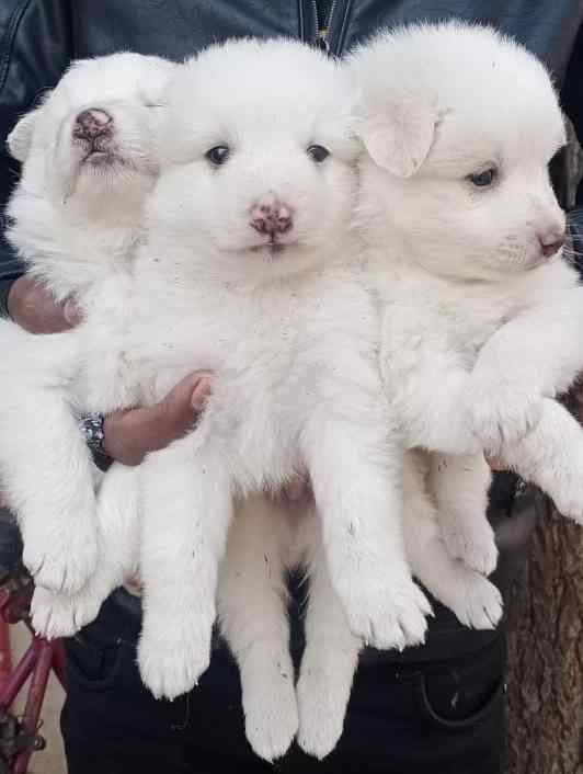 Pomeranian For Sale In Hyderabad