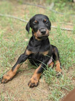 Doberman For Sale In Delhi