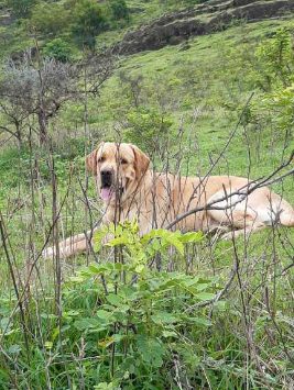 Labrador Retriever Dogs For Mating In Pune