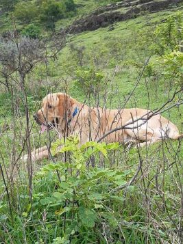 Labrador Retriever Dogs For Mating In Pune