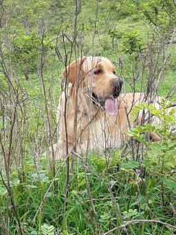 Labrador Retriever Dogs For Mating In Pune