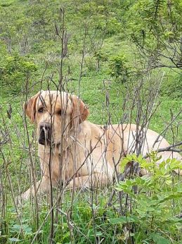 Labrador Retriever Dogs For Mating In Pune