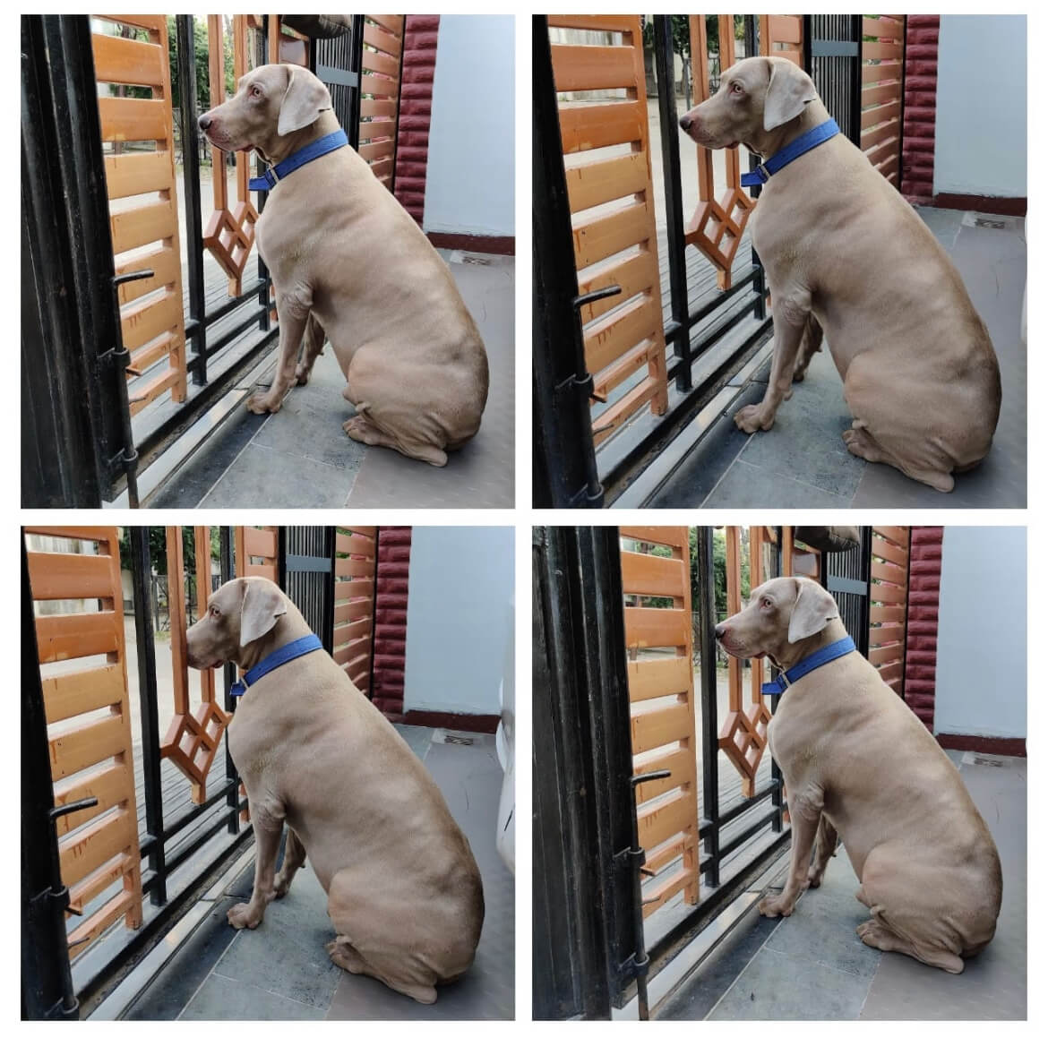 Weimaraner Dogs For Mating In Delhi