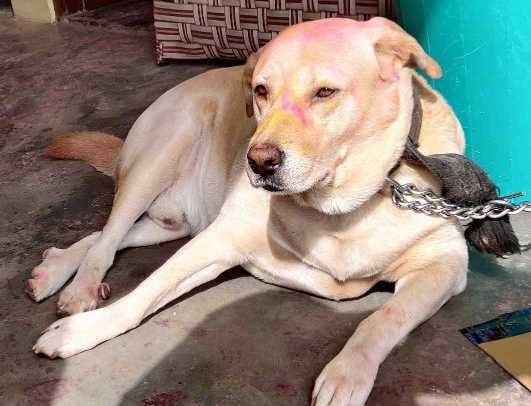 Labrador Retriever Dogs For Mating In Jaipur
