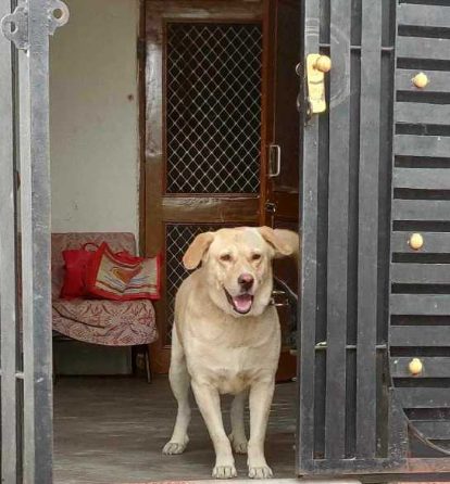Labrador Retriever Dogs For Mating In Jaipur