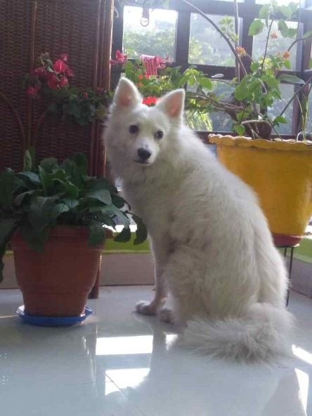 German Spitz Dogs For Mating In Guwahati