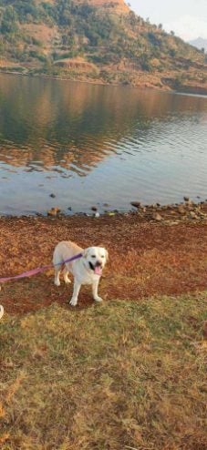 Labrador Retriever Dogs For Mating In Mumbai